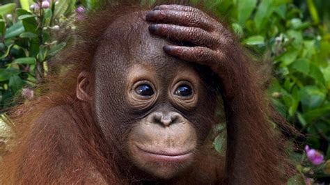 orangutans meaning